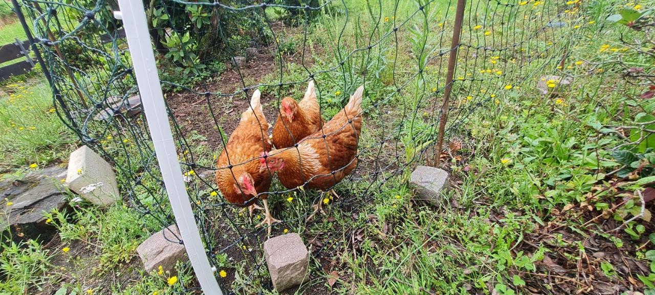 Ferienwohnung Im Gruenen Heppenheim  Zewnętrze zdjęcie
